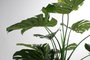 DKD Home Decor Planta Costilla de Adán Verde Negro 90 x 200 x 90 cm