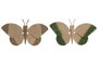 DKD Home Decor Decoración de Pared Mariposa en Fibra y Metal