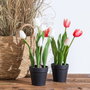 Planta Tulipanes Rosa Artificial 11 X 11 X 31 cm (Set de 3)