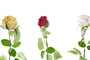 DKD Home Decor Flores de Poliéster Surtido de 4 Colores Rosa, Rojo, Amarillo y Blanco