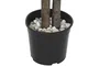 DKD Home Decor Árbol Mango Verde 80x80x150 cm