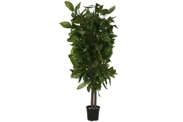 DKD Home Decor Árbol Mango Verde 80x80x150 cm
