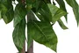 DKD Home Decor Árbol Mango Verde 80x80x150 cm