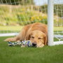 Cerdá Juguete Para Perro Cuerda Real Madrid