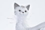 DKD Home Decor Figura de Gato Brillante Blanco en Resina