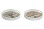 DKD Home Decor Bandeja MDF Árbol 35x35x5 cm Surtido de 4 Unidades