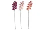 DKD Home Decor Flor Orquídea 20 x 95 x 20 cm Rosa Palo Fucsia (18 Unidades)