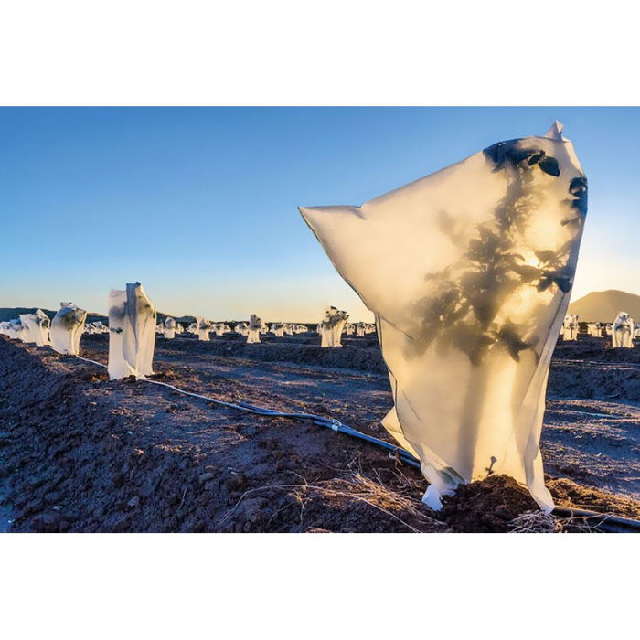 Biotop Ø 1,5 x 1,8 m Capuchas de Protección para Plantas Saco Maxy Artic. Gramaje 30gr/m² Tratamiento UV