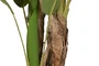 DKD Home Decor Planta Bananero Verde y Marrón 90x90x290 cm