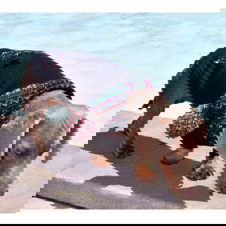 Nayeco Jersey College para Perro 30 cm Nayeco Jersey College para Perro 30 cm