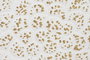 DKD Home Decor Decoración de Pared de Metal Flor Decapé Blanco y Dorado 137x56,5x11 cm