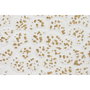 DKD Home Decor Decoración de Pared de Metal Flor Decapé Blanco y Dorado 137x56,5x11 cm