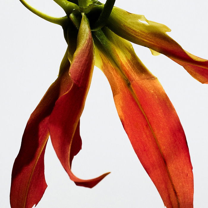 Loewe Paula's Ibiza Eclectic Eau de Toilette Vaporizador 50ml Unisex