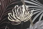 DKD Home Decor Cuadro de Lienzo con Hojas, Surtido de 2 Piezas