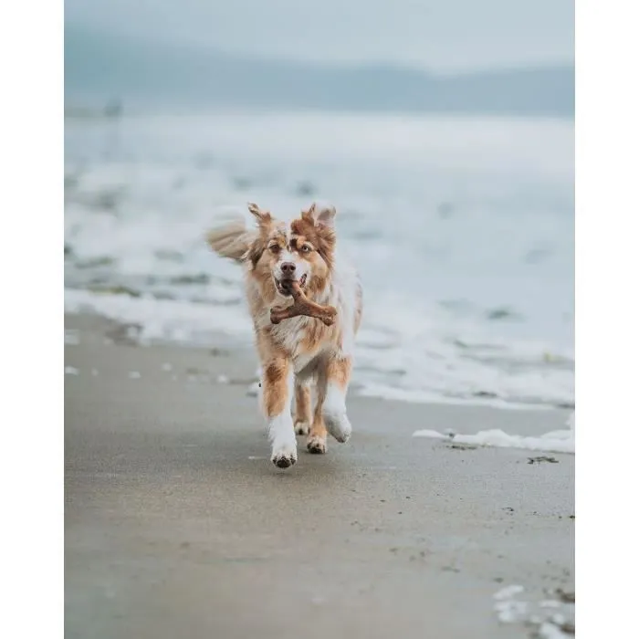 Mordedor de perro Benebone Animales