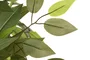 DKD Home Decor Árbol Ficus Verde 80x80x150 cm