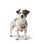 Hunter Arnés Divo Up para Perros, Talla S-M (Cuerpo Ajustable 52-68 cm), Color Beige, Con 5 Puntos de Ajuste y Material Reflectante