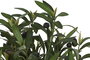 DKD Home Decor Planta Decorativa Artificial Olivo, Verde, 45x45x69 cm, 4 Unidades