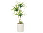 Ibergarden Maceta Cemento Mediana Palmera Verde 22x41x16 cm (Set de 12)