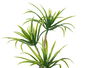 Ibergarden Maceta Cemento Mediana Palmera Verde 22x41x16 cm (Set de 12)