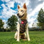 Cerdá Arnés Para Perros Marvel Talla S-M Rojo