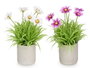 IBERGARDEN Maceta Cemento Cuadrados Flores Surtido 4
