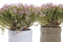 DKD Home Decor Planta PE EVA 20x20x19 Surtida