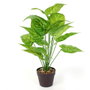 Home Deco Factory Planta Artificial Decorativa de Interior, 55 cm de Altura, Color Verde, Sin Mantenimiento