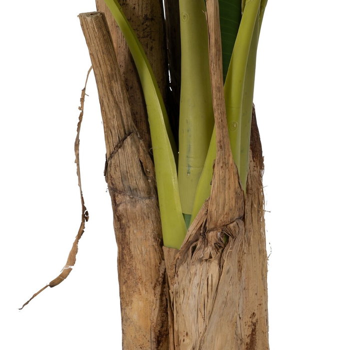 Ixia Planta Platanero Verde Decoración 280 cm