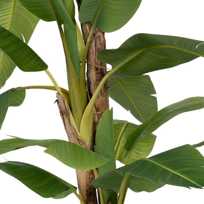 Ixia Planta Platanero Verde Decoración 280 cm