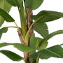 Ixia Planta Platanero Verde Decoración 280 cm