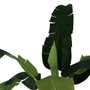 Ixia Planta Platanero Verde Decoración 280 cm
