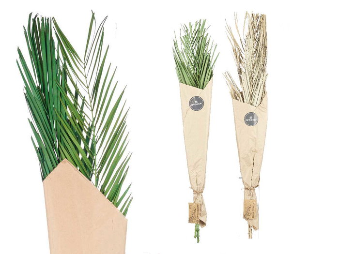 Giftdecor Ramillete Hojas Palmera Surtido Natural y Verde, Materia Vegetal Seca, 20 cm x 100 cm x 4 cm (Set de 20)