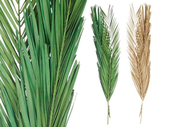 Giftdecor Ramillete Hojas Palmera Surtido Natural y Verde, Materia Vegetal Seca, 20 cm x 100 cm x 4 cm (Set de 20)