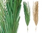 Giftdecor Ramillete Hojas Palmera Surtido Natural y Verde, Materia Vegetal Seca, 20 cm x 100 cm x 4 cm (Set de 20)