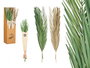 Giftdecor Ramillete Hojas Palmera Surtido Natural y Verde, Materia Vegetal Seca, 20 cm x 100 cm x 4 cm (Set de 20)