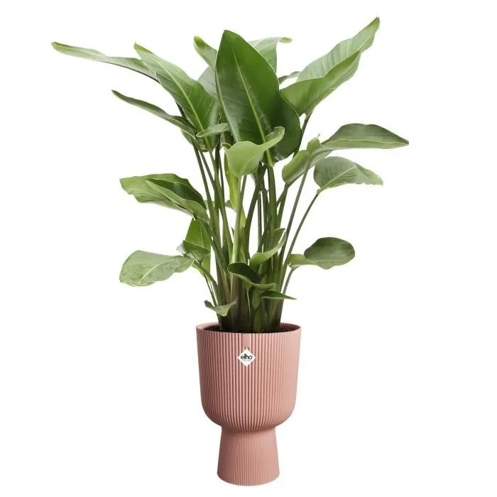 Elho ELH2904503018100 Maceta Vibes Fold Coupe Rosa L 30 x An 29,5 x Al 45 cm Interior 100% reciclado