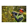 DeWALT DCMHT563N-XJ Recortadora de Setos Inalámbrica 18V