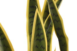 DKD Home Decor Planta Artificial Sansevieria en Maceta Verde y Amarillo 30 x 30 x 76.3 cm - Pack de 2 Unidades