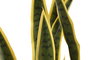 DKD Home Decor Planta Artificial Sansevieria en Maceta Verde y Amarillo 30 x 30 x 76.3 cm - Pack de 2 Unidades