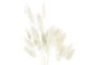 DKD Home Decor Ramo de Flores Secas 20x20x55 cm, Surtido de 2 piezas