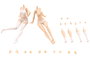Sousai Shojo Teien Accesorios para las Figuras 1/10 Dress Up Body Size L