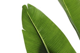 DKD Home Decor Planta Tropical Artificial Strelitzia Verde 100x100x220 cm - Pack de 2 Unidades