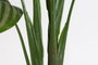 DKD Home Decor Planta Calatea Verde Marron Negro 60 x 102 x 50 cm Pvc Pp 2 Unidades