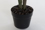 DKD Home Decor Planta Calatea Verde Marron Negro 60 x 102 x 50 cm Pvc Pp 2 Unidades