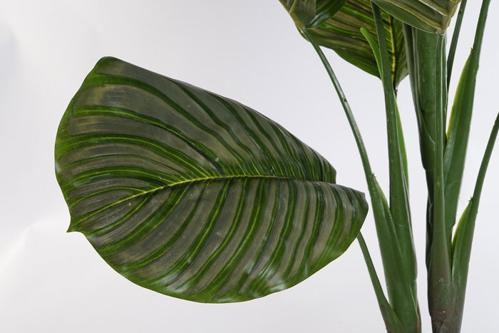 DKD Home Decor Planta Calatea Verde Marron Negro 60 x 102 x 50 cm Pvc Pp 2 Unidades