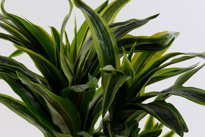 DKD Home Decor Planta Artificial Dracaena en Maceta, Verde y Negro, 59x126x57 cm, 2 Unidades