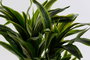 DKD Home Decor Planta Artificial Dracaena en Maceta, Verde y Negro, 59x126x57 cm, 2 Unidades