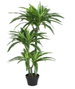 DKD Home Decor Planta Artificial Dracaena en Maceta, Verde y Negro, 59x126x57 cm, 2 Unidades