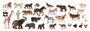 Miniland Contenedor de 30 Figuras de Animales de la Granja y Salvajes con Guía Didáctica